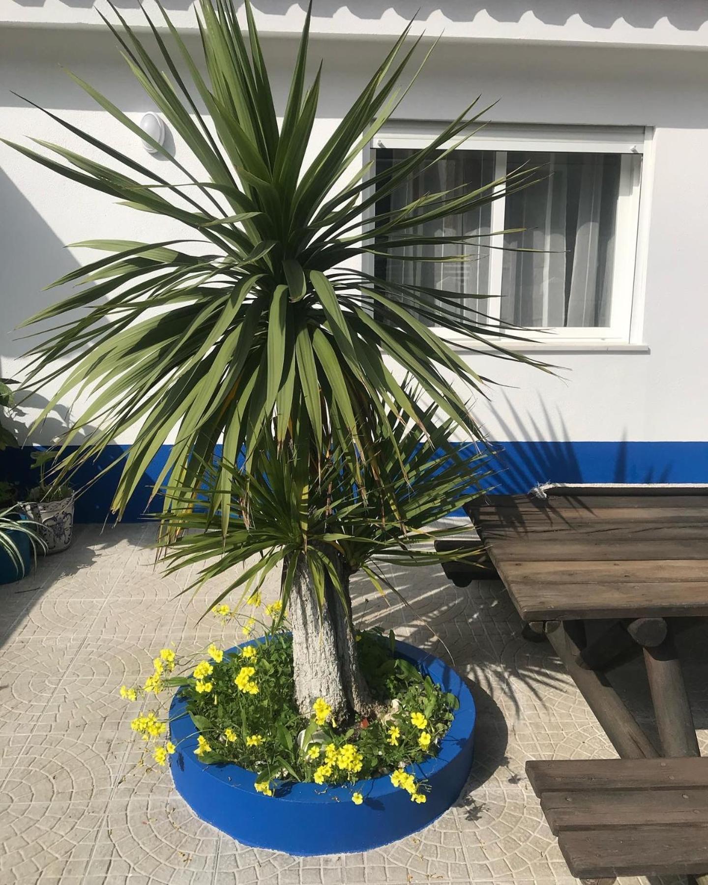 Casa Praia Do Sul Ericeira Zewnętrze zdjęcie